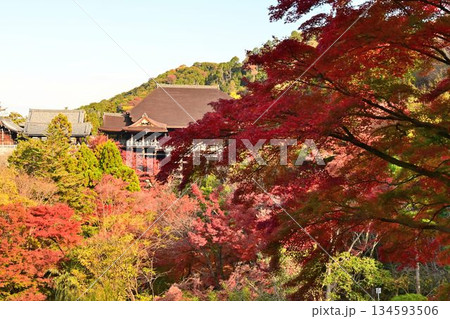 京都東山 紅葉が色ずく 世界遺産 清水寺 京都東山 紅葉が色ずく 世界遺産 清水寺 134593506