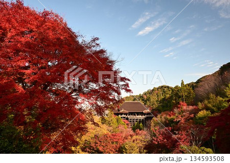 京都東山 紅葉が色ずく 世界遺産 清水寺 京都東山 紅葉が色ずく 世界遺産 清水寺 134593508