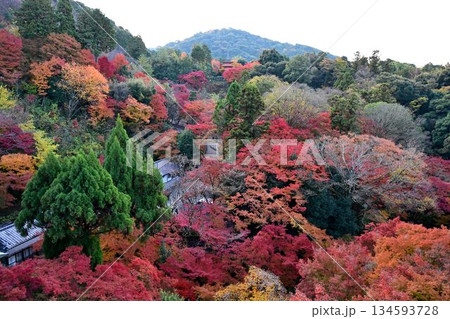京都東山 紅葉が色ずく 世界遺産 清水寺 京都東山 紅葉が色ずく 世界遺産 清水寺 134593728