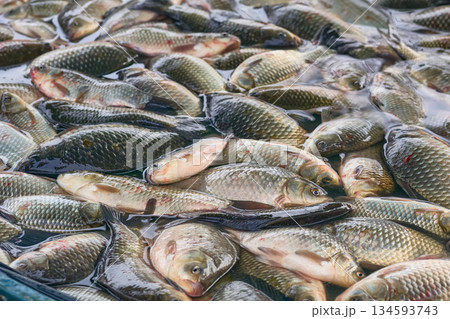 Good catch.Fresh river fish crucian carp on counter at market 134593743