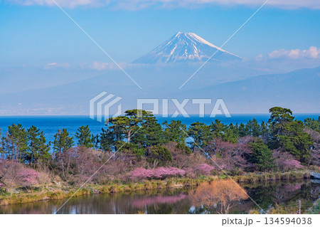 【静岡県】河津桜咲く西伊豆井田から、海越しの富士山 【静岡県】河津桜咲く西伊豆井田から、海越しの富士山 134594038
