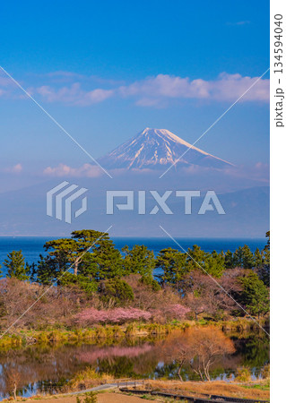 【静岡県】河津桜咲く西伊豆井田から、海越しの富士山 134594040