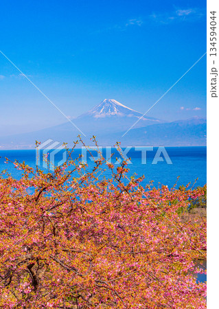 【静岡県】河津桜咲く西伊豆井田から、海越しの富士山 134594044