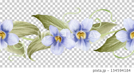 Exotic tropical vine with pastel purple Thunbergia flowers watercolor seamless border isolated on white. Garden violet spring liana with leaves repeat banner for summer blooming floral designs Exotic tropical vine with pastel purple Thunbergia flowers watercolor seamless border isolated on white. Garden violet spring liana with leaves repeat banner for summer blooming floral designs 134594184