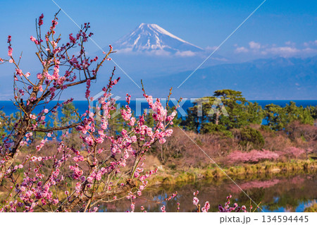 【静岡県】紅梅と河津桜咲く西伊豆井田から、海越しの富士山 134594445