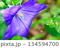 紫色の桔梗の花をクローズアップ撮影 134594700
