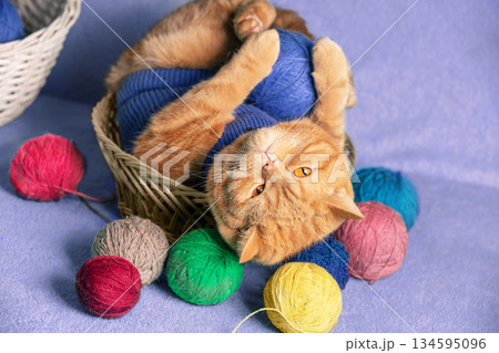 A funny playful ginger British shorthair cat lying on the back in a basket with many colorful skeins A funny playful ginger British shorthair cat lying on the back in a basket with many colorful skeins 134595096