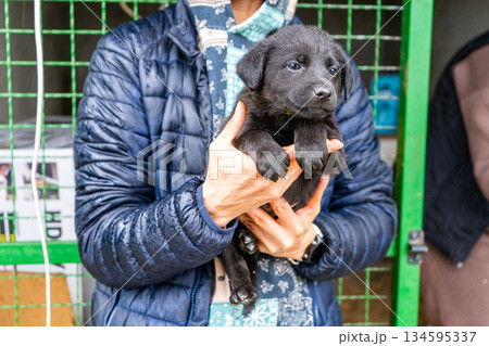 Hold little black puppy in arms. Adopt a homeless dog. Hold little black puppy in arms. Adopt a homeless dog. 134595337