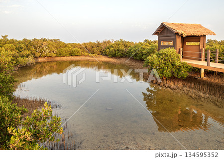 Mangrove trees, a local species, feed on intense salt water and are resistant to extremely hot weather 134595352