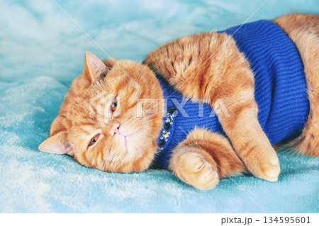Fashion portrait of a funny ginger British Shorthair cat in clothes. The cat in blue costume lying on blue soft blanket 134595601