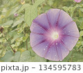 朝顔の花が咲く 134595783