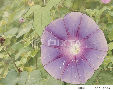 朝顔の花が咲く 134595783