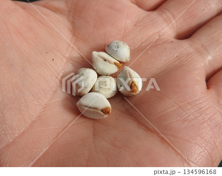 手のひらに載せた「ナンキンハゼ」の実 134596168