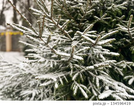 A close-up of snow-covered spruce branches against a dense forest backdrop. 134596419