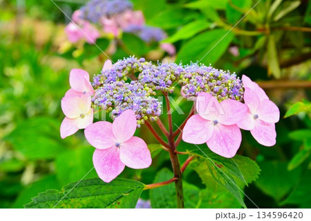 紫陽花の花 134596420