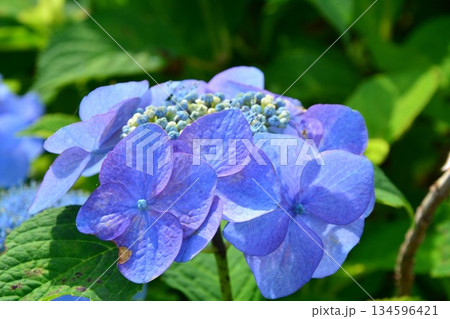 紫陽花の花 134596421
