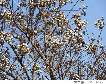 盛大に実った「ナンキンハゼ」の果実 134596427