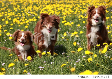 Three dogs are standing in a field of yellow flowers Three dogs are standing in a field of yellow flowers 134596751