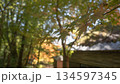 もみじの美しい風景 134597345
