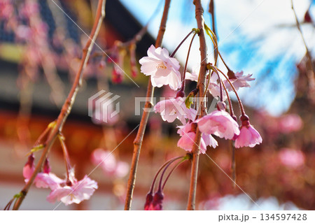 京都 伏見稲荷大社 美しい桜(京都府京都市伏見区) 京都 伏見稲荷大社 美しい桜(京都府京都市伏見区) 134597428