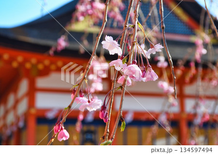 京都 伏見稲荷大社 美しい桜(京都府京都市伏見区) 京都 伏見稲荷大社 美しい桜(京都府京都市伏見区) 134597494