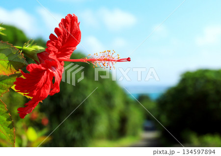 沖縄　青い空と赤いハイビスカスの花 134597894