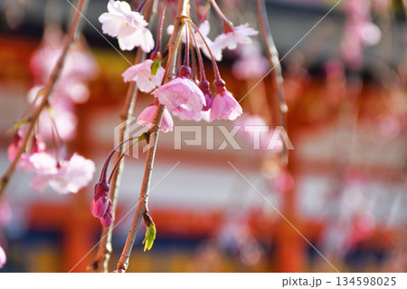 京都 伏見稲荷大社 美しい桜(京都府京都市伏見区) 京都 伏見稲荷大社 美しい桜(京都府京都市伏見区) 134598025