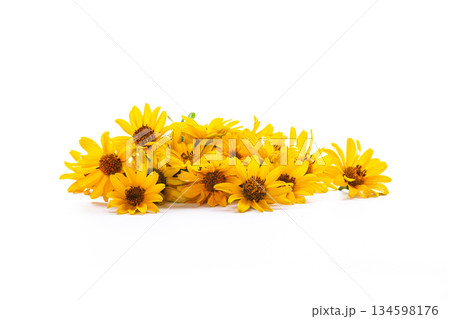 Bright yellow petals beautifully arranged on white background Bright yellow petals beautifully arranged on white background 134598176