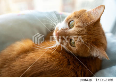 The ginger cat in the bed turns his head behind his back. Comfort and safety, a home life. Cozy bedroom scene, relaxed pet mood, trust and calmness. Domestic animals at rest. 134598466