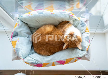 A ginger cat rests in a hanging bed on the window. Coziness and home comfort. Pet accessories. Indoor cat relaxation, modern pet furniture, peaceful home interior. Lifestyle with pets and design. 134598467
