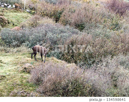 Lonely red deer stag during the rut in County Donegal, Ireland 134598641