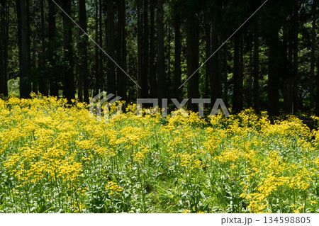 サワオグルマ群生地 サワオグルマ群生地 134598805