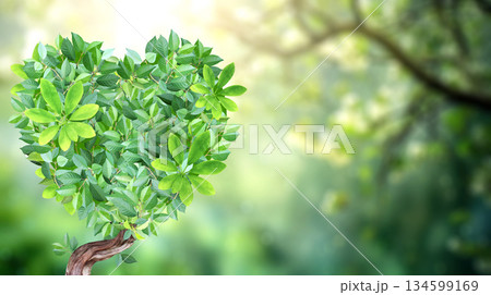 Eco friendly concept. Heart made from green leaves on horizontal sunny background. Ecology, go green, environmental, conservation protection, zero waste concept. Love of nature Eco friendly concept. Heart made from green leaves on horizontal sunny background. Ecology, go green, environmental, conservation protection, zero waste concept. Love of nature 134599169