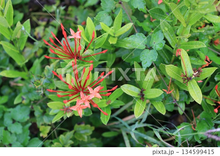開花した赤いサンタンカの花 開花した赤いサンタンカの花 134599415