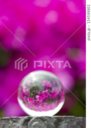 ガラス玉の中に満開のツツジの花が映っています。 ガラス玉の中に満開のツツジの花が映っています。 134599801