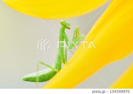ヒマワリの花びらの上の一匹の小さいカマキリの子ども ヒマワリの花びらの上の一匹の小さいカマキリの子ども 134599970