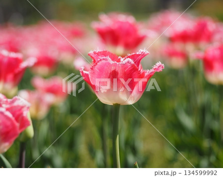 ピンクのチューリップ　イズミ 134599992