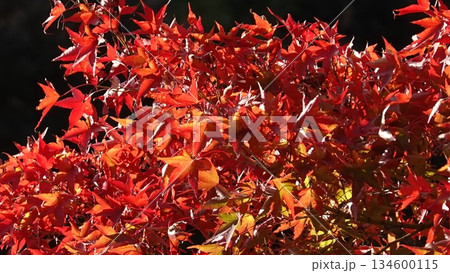 美しい紅葉 美しい紅葉 134600115
