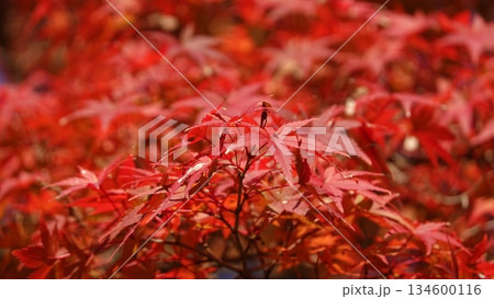 美しい紅葉 美しい紅葉 134600116