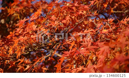 美しい紅葉 134600125