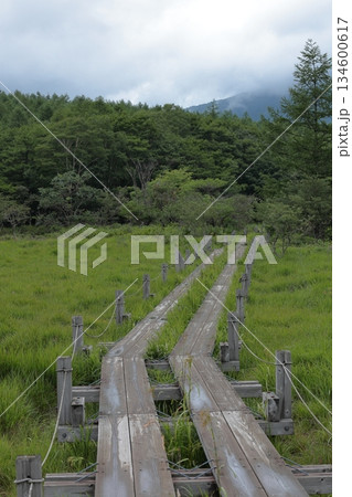湿原の木道 湿原の木道 134600617