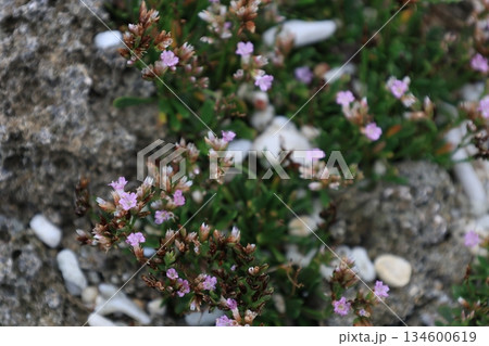 ピンク色のイソマツの花のアップ ピンク色のイソマツの花のアップ 134600619