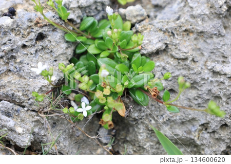 海辺の岩場に生える白いソナレムグラの花 134600620