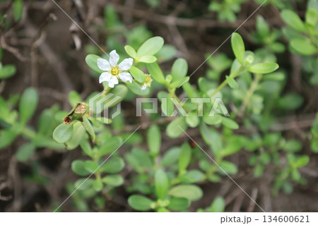 開花した白いミズガンピの花のアップ 開花した白いミズガンピの花のアップ 134600621