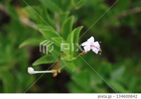 白く小さなイボタクサギの花 白く小さなイボタクサギの花 134600642