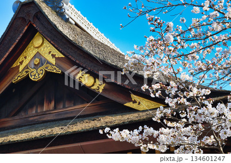 京都 伏見稲荷大社　美しい桜（京都府京都市伏見区） 134601247