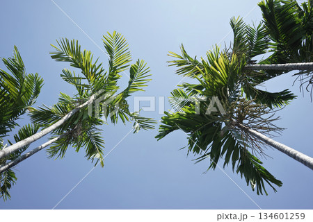 Real photo greenery palm trees low angle view clear blue sky summer themes background horizontal 134601259