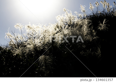 すすき 薄 すすきの 134601357