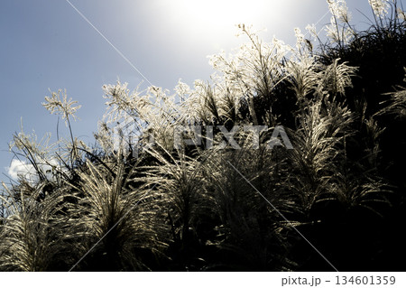 すすき 薄 すすきの 134601359