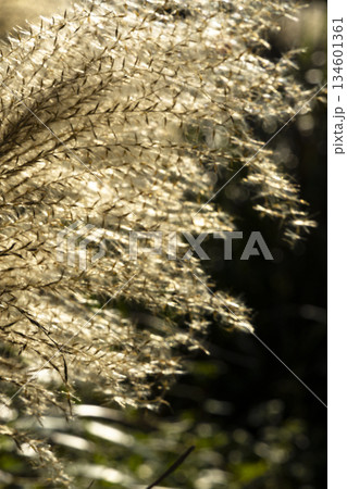 すすき 薄 すすきの 134601361